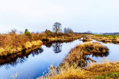 Pitt nehir ve Pitt Polder British Columbia, Kanada Maple Ridge yakınındaki Pitt-Addington bataklık sularının üzerinde asılı sis