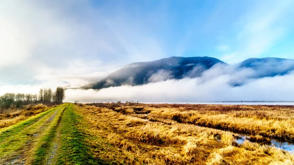 Mist Opknoping Rivier Pitt Wateren Van Pitt Addington Marsh Pitt — Stockfoto