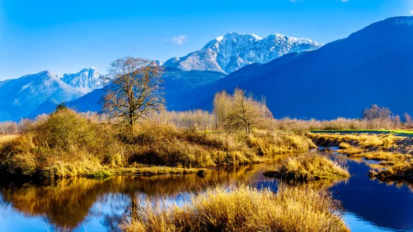 Reflections of snow covered Golden Ears Mountain and Edge Peak in the waters of Pitt-Addington Marsh in the Fraser Valley near Maple Ridge, British Columbia, Canada on a clear winter day