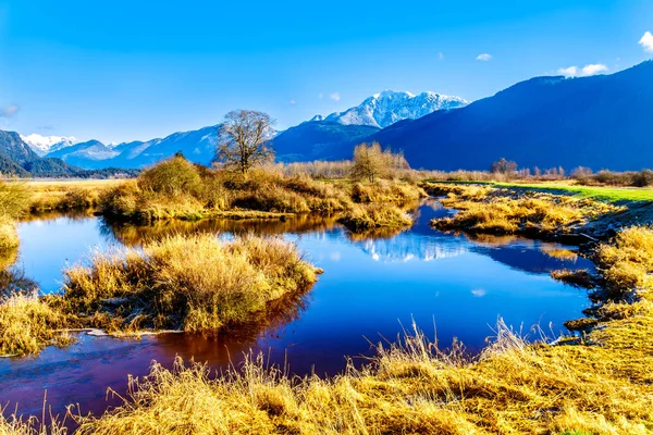 Reflections of snow covered Golden Ears Mountain and Edge Peak in the waters of Pitt-Addington Marsh in the Fraser Valley near Maple Ridge, British Columbia, Canada on a clear winter day