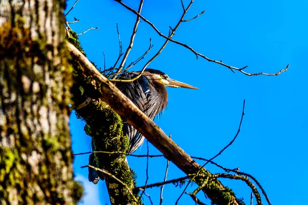 Jeune Grand Héron Assis Sur Une Branche Arbre Dans Marais — Photo