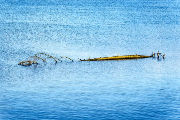 Tree Floating Pitt Lake Fraser Valley British Columbia Canada — Stock Photo, Image