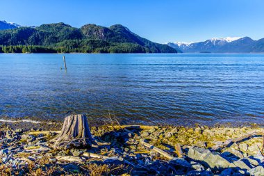 Dalgaların karaya attığı odun Golden kulak kar kaplı tepeler, karıncalanma tepe ve diğer dağ zirveleri sahil Fraser Valley British Columbia, Kanada dağ aralığında Pitt Gölü kıyısında