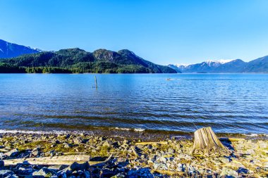 Dalgaların karaya attığı odun Golden kulak kar kaplı tepeler, karıncalanma tepe ve diğer dağ zirveleri sahil Fraser Valley British Columbia, Kanada dağ aralığında Pitt Gölü kıyısında
