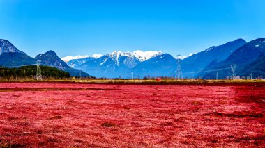 Kırmızı renkli kızılcık alanların Pitt Meadows Golden kulak kar kaplı tepeler, karıncalanma tepe ve diğer dağ zirveleri sahil Dağları Fraser Valley of British Columbia'nın yakınındaki