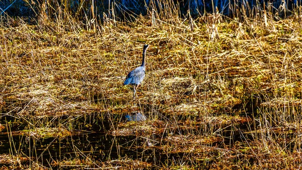 Blue Heron Caminhando Nos Juncos Pitt Addington Marsh Cidade Maple — Fotografia de Stock