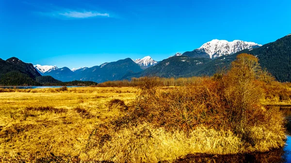 Zasněžené Golden Mountain Uši Edge Odhlédneme Pitt Addington Marsh Fraser — Stock fotografie