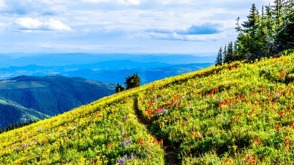 Senderismo Través Los Prados Alpinos Llenos Abundantes Flores Silvestres Montaña —  Fotos de Stock