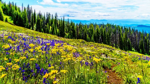 Senderismo Través Los Prados Alpinos Llenos Abundantes Flores Silvestres Montaña — Foto de Stock