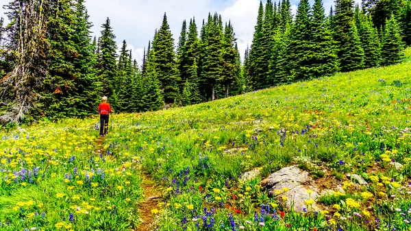 Woman Hiking Alpine Meadows Filled Abundant Wildflowers Tod Mountain Alpine — Stock Photo, Image