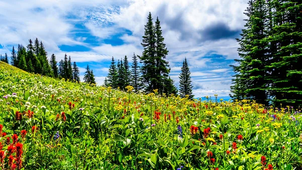 Senderismo Través Los Prados Alpinos Llenos Abundantes Flores Silvestres Montaña — Foto de Stock