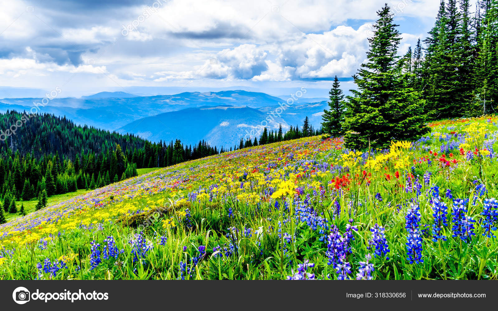 Hiking Alpine Meadows Filled Abundant Wildflowers Tod Mountain Alpine