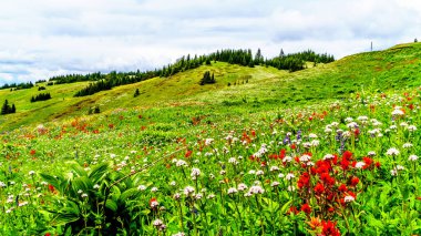 Bolca kır çiçeğiyle dolu dağlık çayırlarda yürüyüş yapmak. Tod Dağı 'nda, Kanada' nın Britanya Kolumbiyası 'ndaki Okanagen Bölgesi' nin Shuswap Dağları 'ndaki Alp köyü Sun Peaks' te.