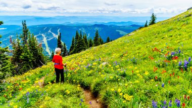 Bir kadın geniş kır çiçekleriyle dolu çayırlarda yürürken manzaranın tadını çıkarıyor. Tod Dağı 'nda, Kanada' nın Britanya Kolumbiyası 'ndaki Okanagen Bölgesi' nin Shuswap Dağları 'ndaki Alp köyü Sun Peaks' te.