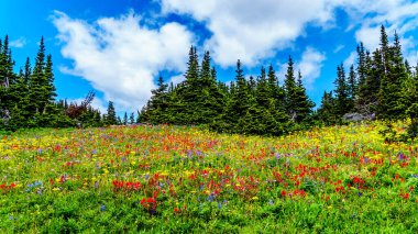 Hiking through the alpine meadows filled with abundant wildflowers. On Tod Mountain at the alpine village of Sun Peaks in the Shuswap Highlands of the Okanagen region in British Columbia, Canada clipart