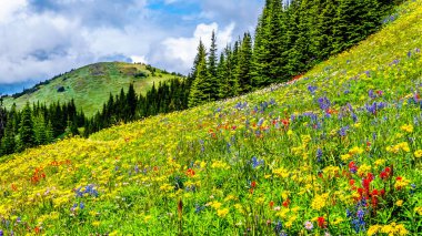 Bolca kır çiçeğiyle dolu dağlık çayırlarda yürüyüş yapmak. Tod Dağı 'nda, Kanada' nın Britanya Kolumbiyası 'ndaki Okanagen Bölgesi' nin Shuswap Dağları 'ndaki Alp köyü Sun Peaks' te.