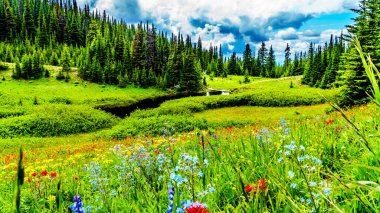 Kanada 'nın Britanya Kolumbiyası' ndaki Sun Peaks tatil beldesinde Tod Dağı 'ndaki pek çok yürüyüş patikasından görüldüğü gibi, alp çiçekleriyle dolu pek çok Alp çayır ve tarladan birinin manzarası.