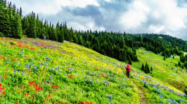 Bir kadın geniş kır çiçekleriyle dolu çayırlarda yürürken manzaranın tadını çıkarıyor. Tod Dağı 'nda, Kanada' nın Britanya Kolumbiyası 'ndaki Okanagen Bölgesi' nin Shuswap Dağları 'ndaki Alp köyü Sun Peaks' te.