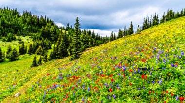 Bolca kır çiçeğiyle dolu dağlık çayırlarda yürüyüş yapmak. Tod Dağı 'nda, Kanada' nın Britanya Kolumbiyası 'ndaki Okanagen Bölgesi' nin Shuswap Dağları 'ndaki Alp köyü Sun Peaks' te.