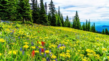 Bolca kır çiçeğiyle dolu dağlık çayırlarda yürüyüş yapmak. Tod Dağı 'nda, Kanada' nın Britanya Kolumbiyası 'ndaki Okanagen Bölgesi' nin Shuswap Dağları 'ndaki Alp köyü Sun Peaks' te.