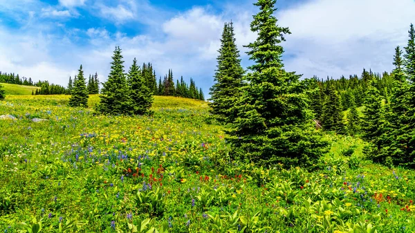 Wandern Durch Die Almwiesen Voller Üppiger Wildblumen Auf Dem Tod — Stockfoto