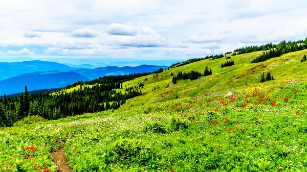 Blick Auf Eine Der Vielen Alpinen Wiesen Und Felder Voller — Stockfoto
