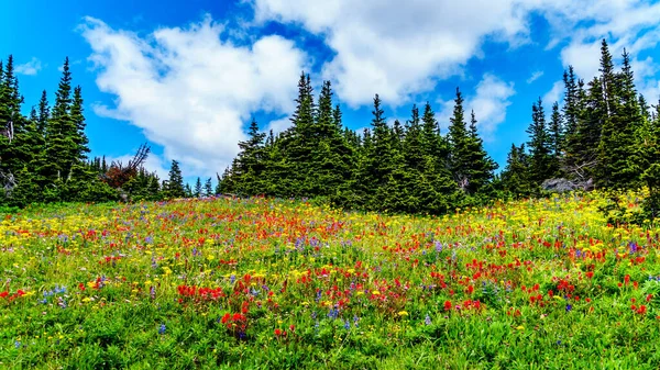 Senderismo Través Los Prados Alpinos Llenos Abundantes Flores Silvestres Montaña —  Fotos de Stock