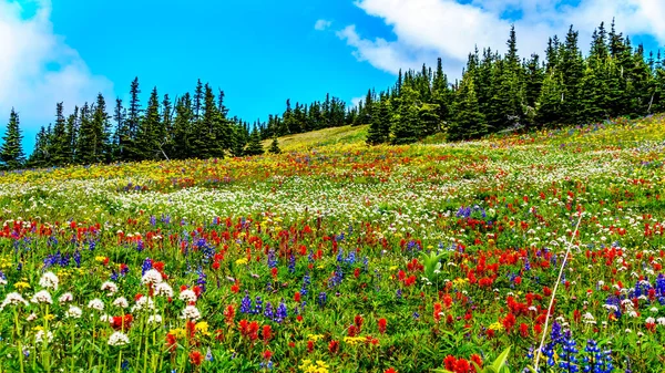 在布满野花的高山草甸中远足 位于加拿大不列颠哥伦比亚省Okanagen地区Shuswap高地高山村Sun Peaks的Tod山 — 图库照片