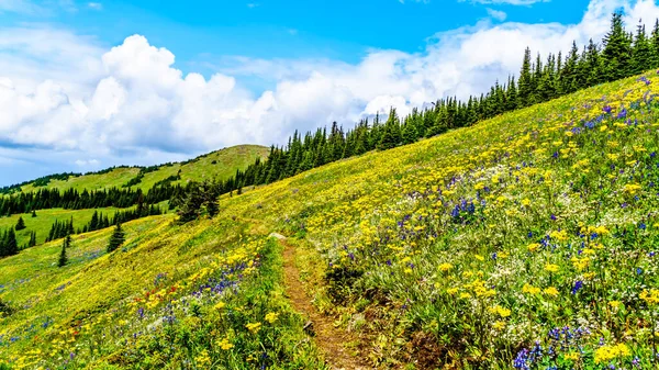 Senderismo Través Los Prados Alpinos Llenos Abundantes Flores Silvestres Montaña —  Fotos de Stock