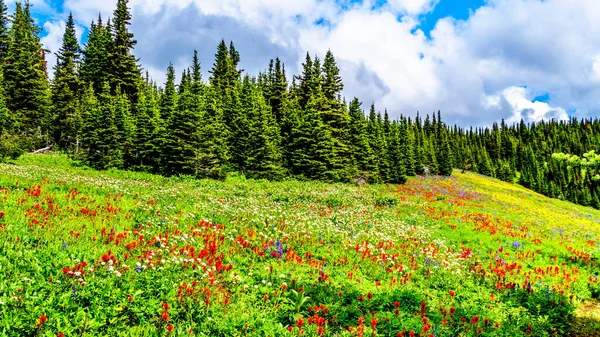 Randonnée Dans Les Prairies Alpines Remplies Fleurs Sauvages Abondantes Sur — Photo