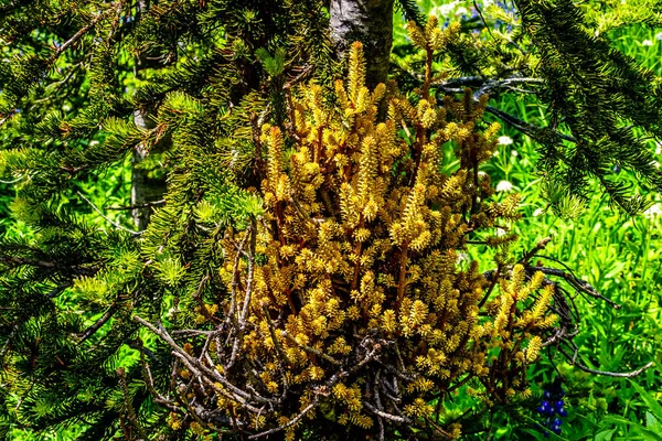Witches\' Broom growing on some of the trees in the Alpine meadows and woods on the surrounding mountains in the area of Sun Peaks resort in British Columbia, Canada