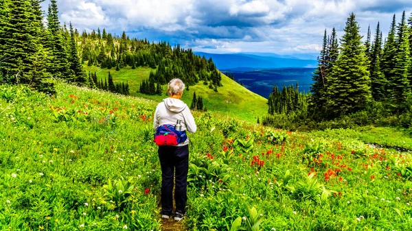 Žena Která Užívá Scenérie Při Procházce Alpskými Loukami Plnými Hojných — Stock fotografie