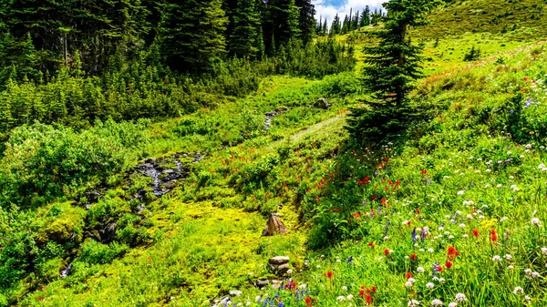 A view of one of the many Alpine meadows and fields filled with alpine flowers as seen from the many hiking trails on Tod Mountain at Sun Peaks resort in British Columbia, Canada
