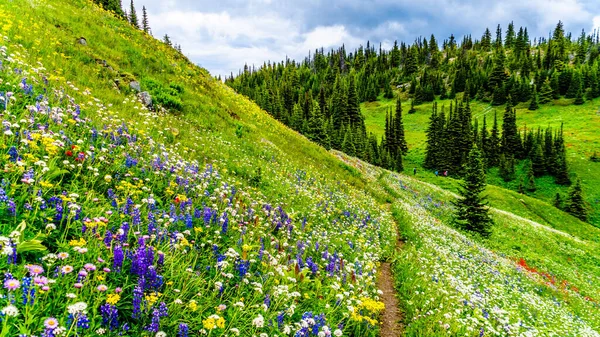 Randonnée Dans Les Prairies Alpines Remplies Fleurs Sauvages Abondantes Sur — Photo