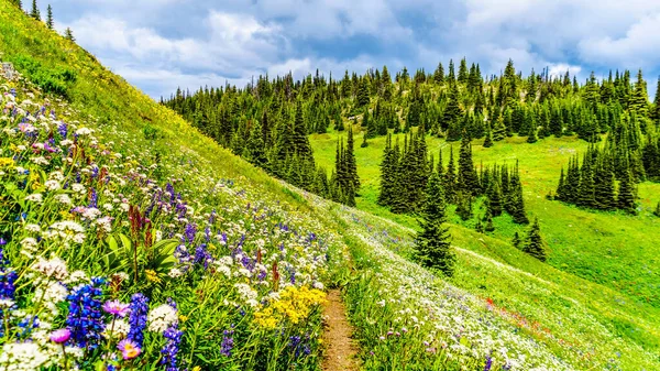 Hiking through the alpine meadows filled with abundant wildflowers. On Tod Mountain at the alpine village of Sun Peaks in the Shuswap Highlands of the Okanagen region in British Columbia, Canada