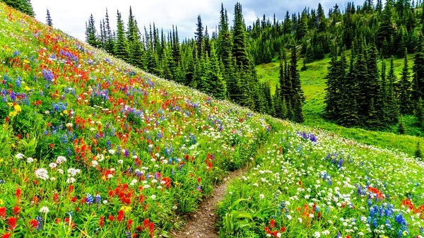 Hiking Alpine Meadows Filled Abundant Wildflowers Tod Mountain Alpine Village — Stock Photo, Image