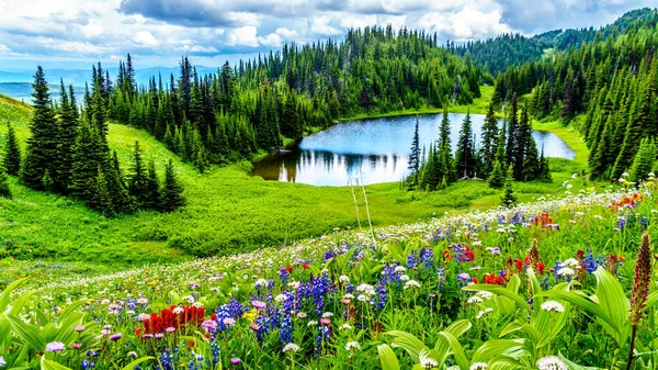Blick Auf Den Todsee Mit Dem Reichtum Alpinen Wildblumen Von — Stockfoto