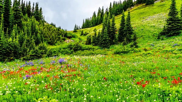 Escursione Attraverso Prati Alpini Pieni Abbondanti Fiori Selvatici Sulla Montagna — Foto Stock