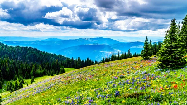 Senderismo Través Los Prados Alpinos Llenos Abundantes Flores Silvestres Montaña — Foto de Stock