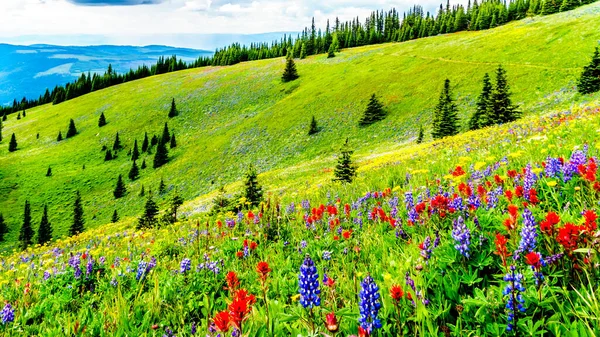 在布满野花的高山草甸中远足 位于加拿大不列颠哥伦比亚省Okanagen地区Shuswap高地高山村Sun Peaks的Tod山 — 图库照片