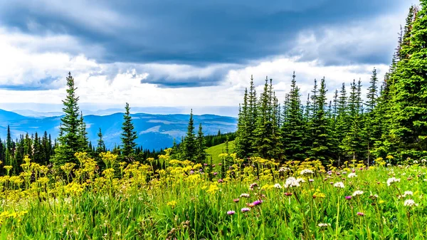 Randonnée Dans Les Prairies Alpines Remplies Fleurs Sauvages Abondantes Sur — Photo