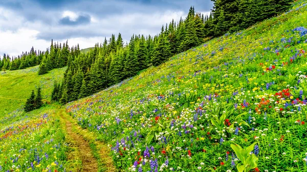 Wandern Durch Die Almwiesen Voller Üppiger Wildblumen Auf Dem Tod — Stockfoto