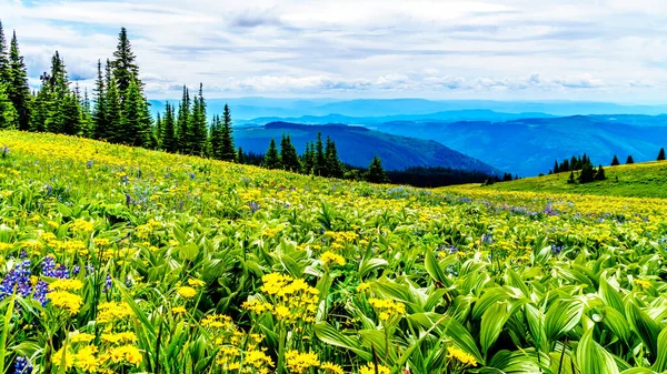 Senderismo Través Los Prados Alpinos Llenos Abundantes Flores Silvestres Montaña — Foto de Stock