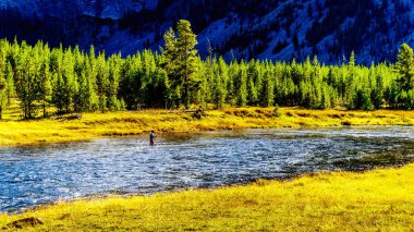 Madison Nehri 'nde uçan balık avı Yellowstone Ulusal Parkı' nın batısında Wyoming, Amerika Birleşik Devletleri 'nde 191 numaralı karayolu boyunca akar.