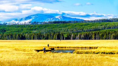 Madison Nehri 'nde uçan balık avı Wyoming, Amerika Birleşik Devletleri' ndeki Yellowstone Ulusal Parkı 'ndaki otlaklar boyunca esiyor.