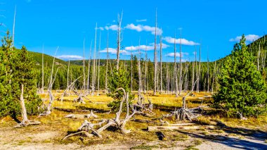 Amerika Birleşik Devletleri 'nin Wyoming kentindeki Yellowstone Ulusal Parkı' nda ressamın Geyser dumanı ve ısı kaynaklı ölü ağaçlar var.