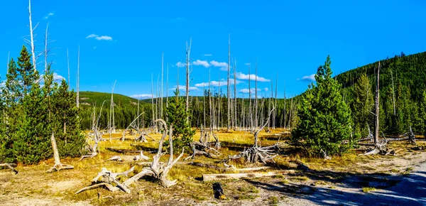 Dead Trees Geyser Fumes Heat Artist Paint Pot Geysers Yellowstone Stock Picture