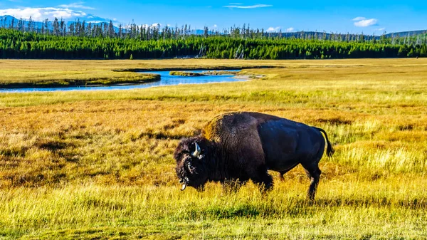 Bizon Czyli Buffalo Pasący Się Jesiennych Łąkach Parku Narodowego Yellowstone — Zdjęcie stockowe