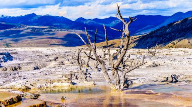 Birleşik Devletler 'in Wyoming eyaletindeki Yellowstone Ulusal Parkı' nın ana terasında bulunan Kanarya Baharı yakınlarındaki mineral zengini sulardan ve buharlardan kaynaklanan ölü ağaçlar.