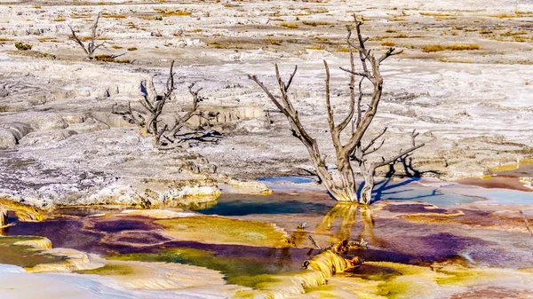 Árboles Muertos Causados Por Aguas Ricas Minerales Vapores Cerca Canary — Foto de Stock